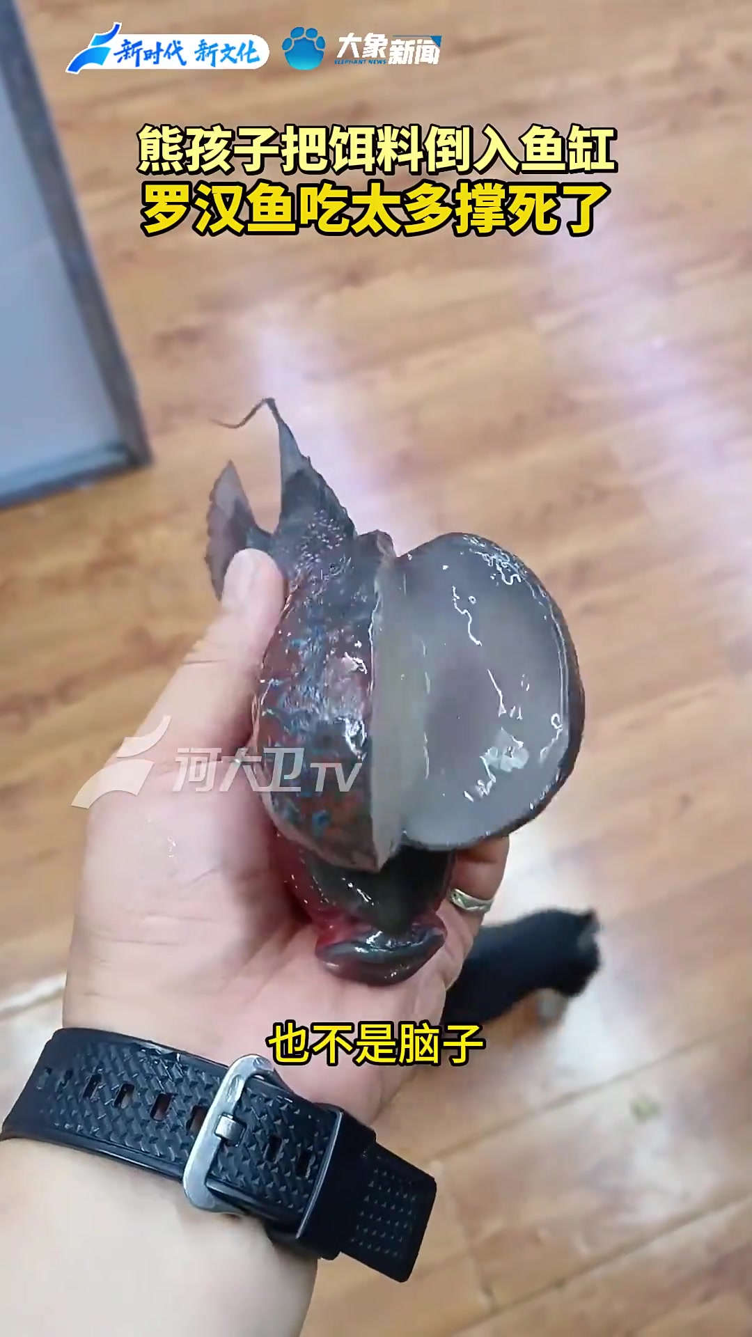 熊孩子把饵料倒入鱼缸,罗汉鱼吃太多撑死了
