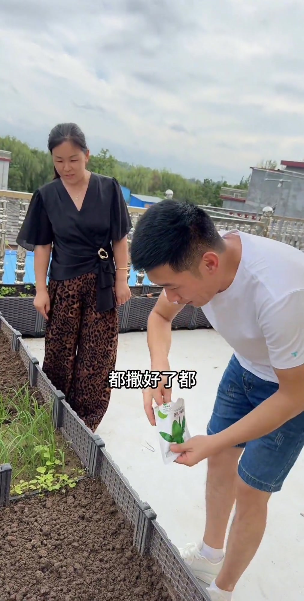 连续下两天雨，将菜移栽立起，菜价贵快赶上猪肉了