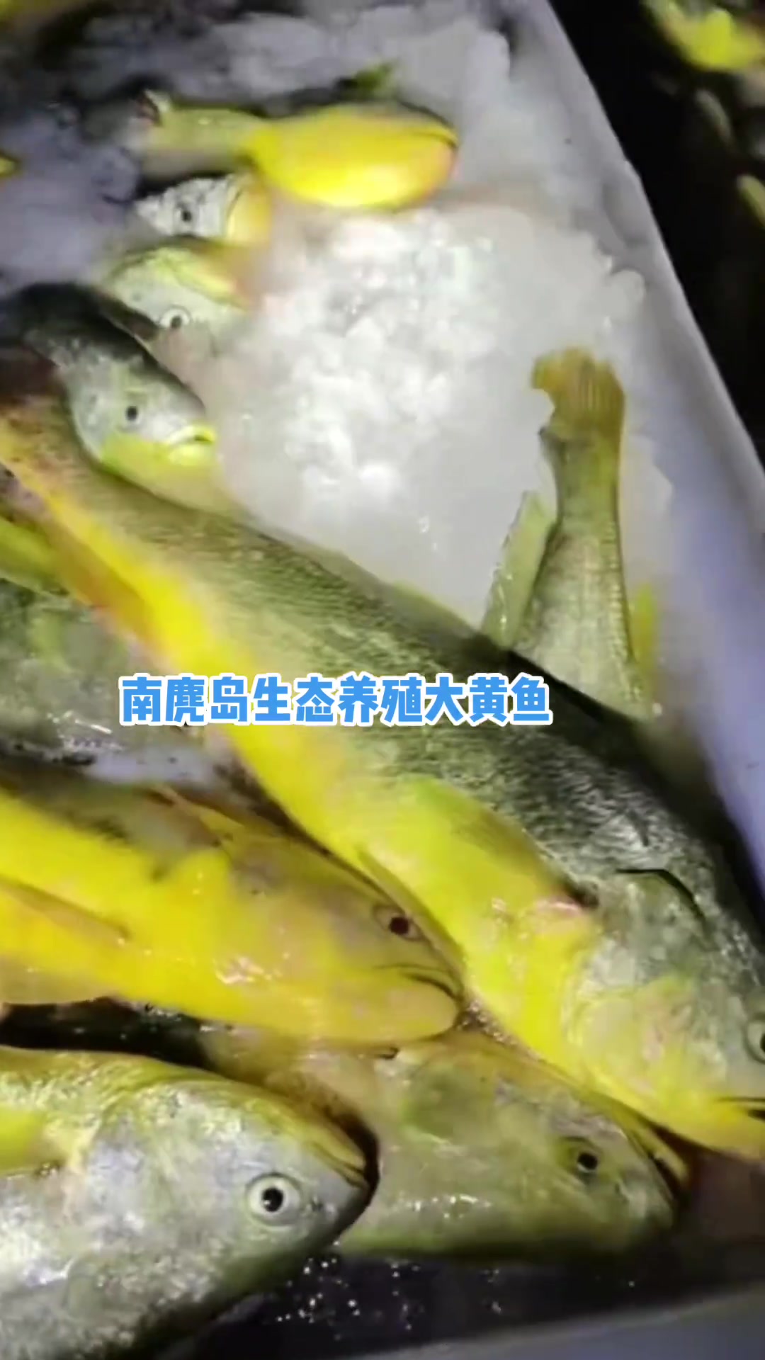 生态养殖大黄鱼