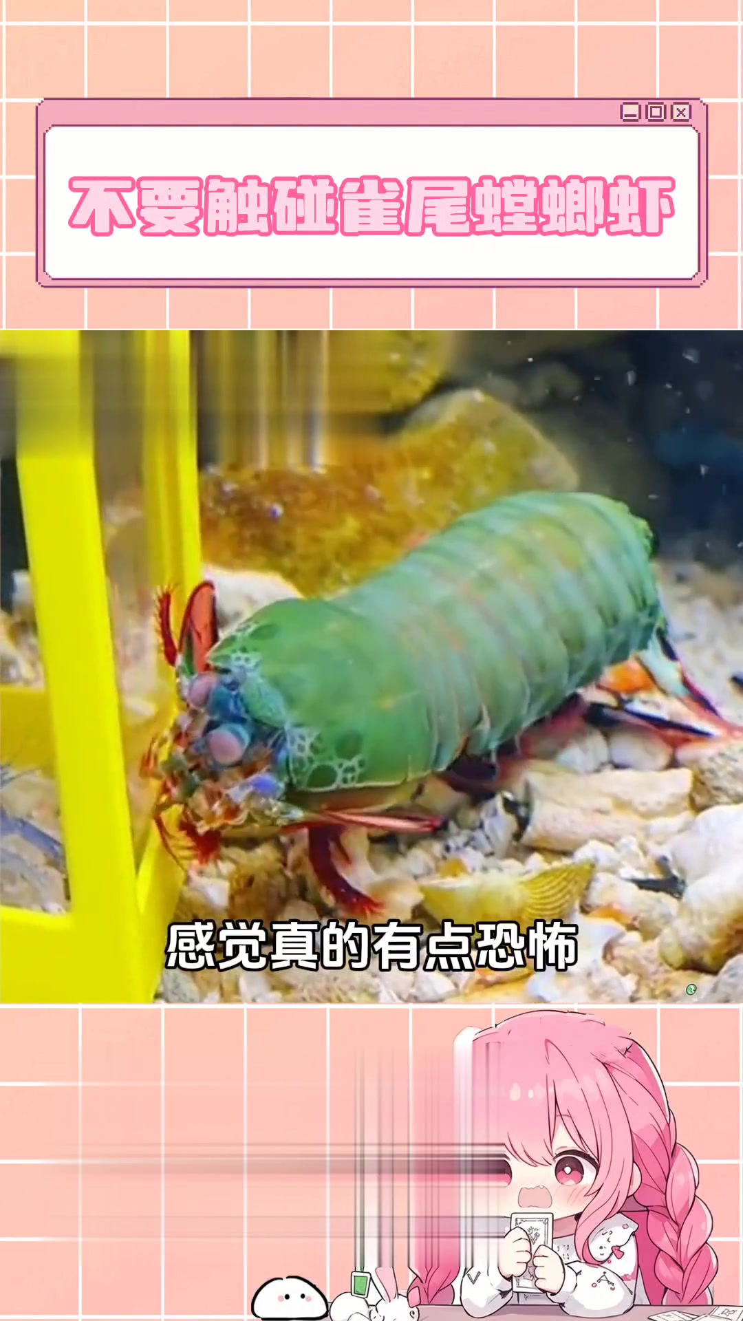 大家千万注意不要用手触碰雀尾螳螂虾