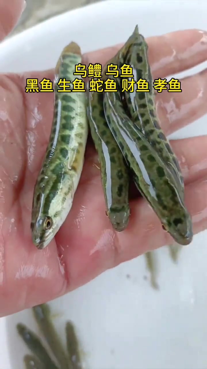 乌鱼是名称最多的一条鱼,学名乌鳢,俗称有乌鱼、乌棒、黑鱼、财鱼、生鱼、孝鱼、蛇鱼等称呼,列