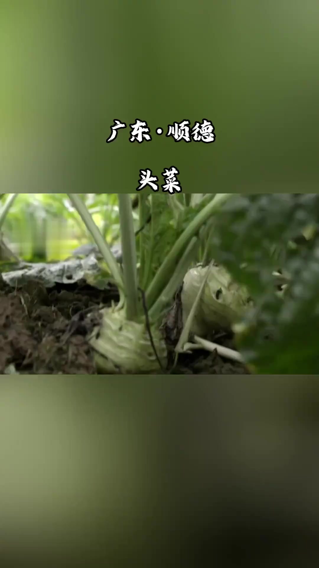 广东头菜有没有吃的