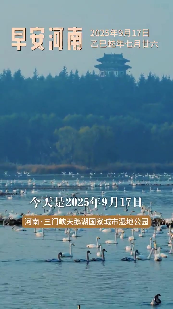 早安河南｜等到冬天，数万只白天鹅会不远万里飞来，擦亮“天鹅之城”的桂冠