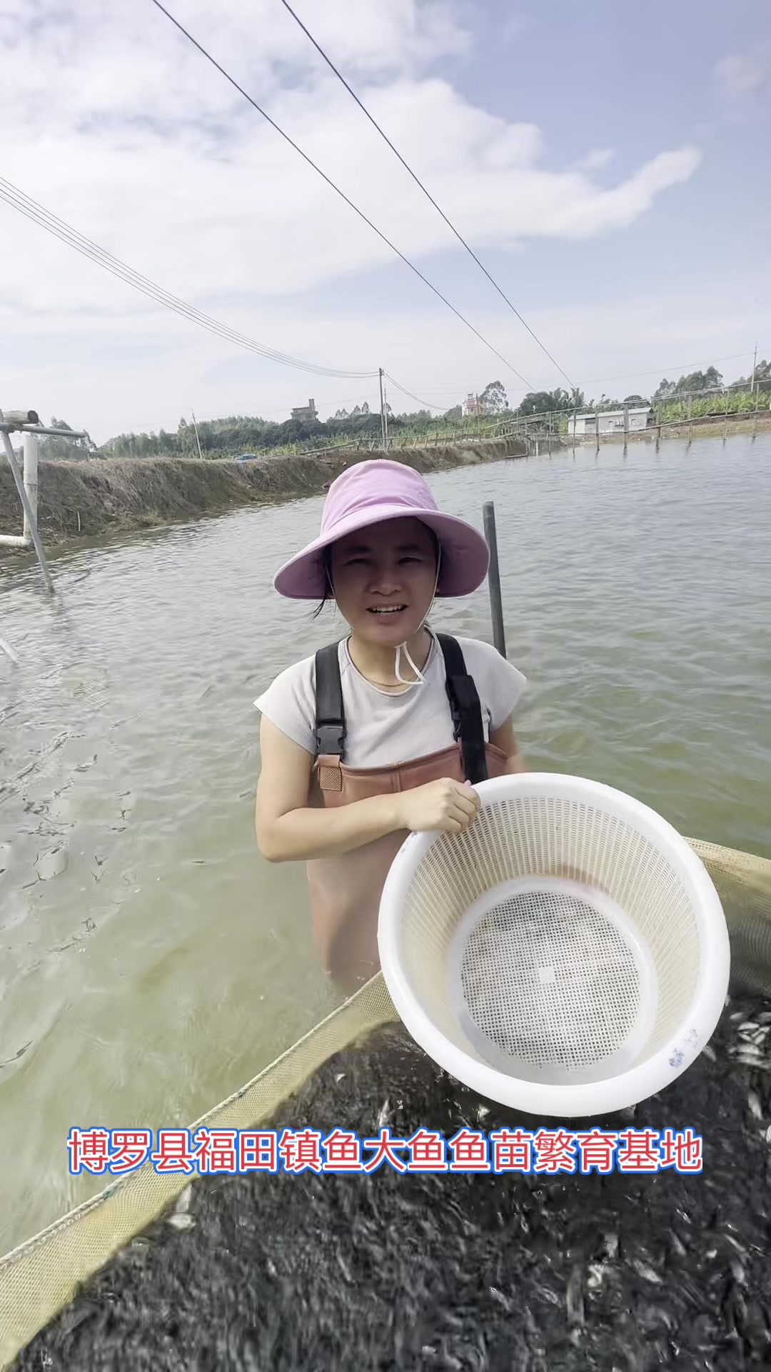 罗非鱼苗4公分长。