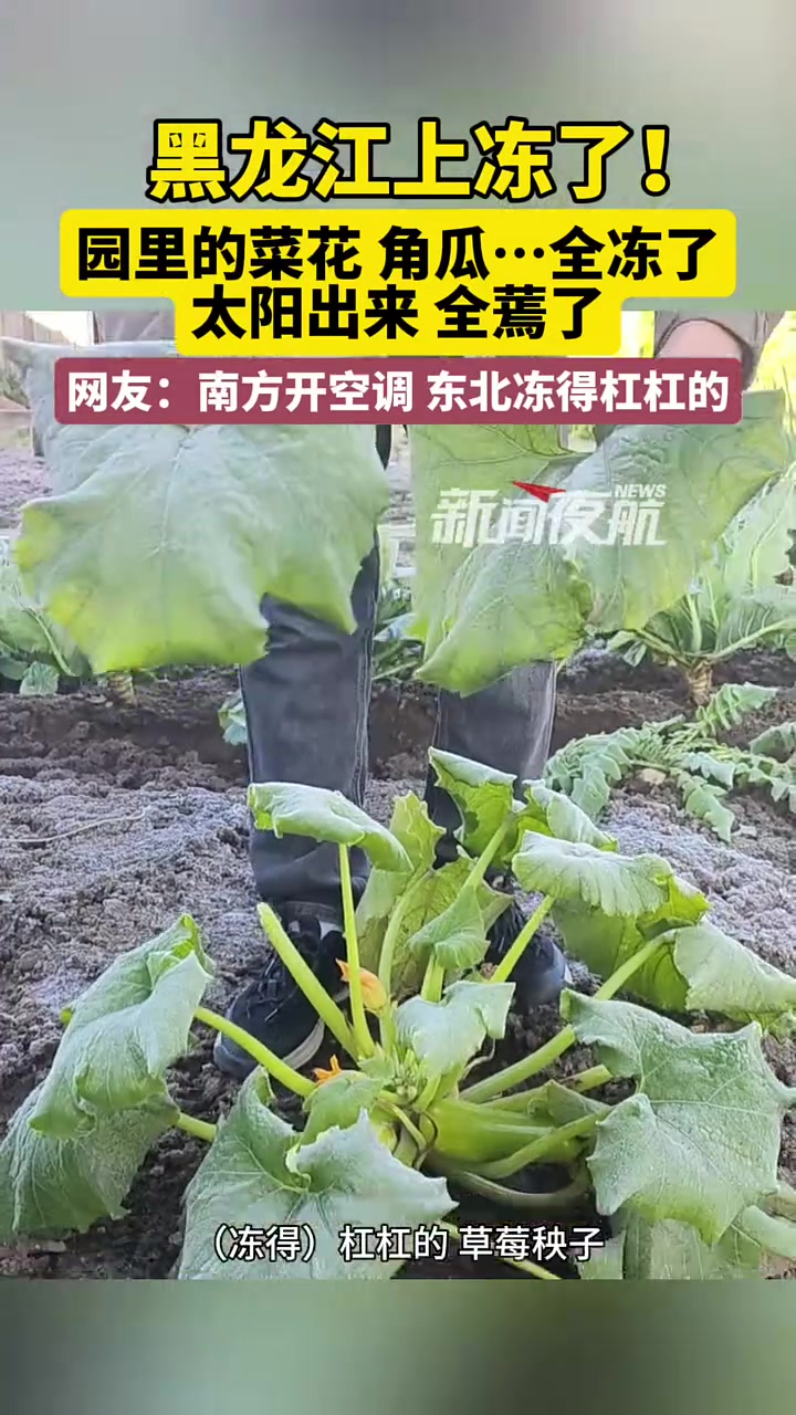9月17日,黑龙江大兴安岭。黑龙江上冻了!园里的菜花 角瓜……全冻了,太阳出来 全蔫了,网