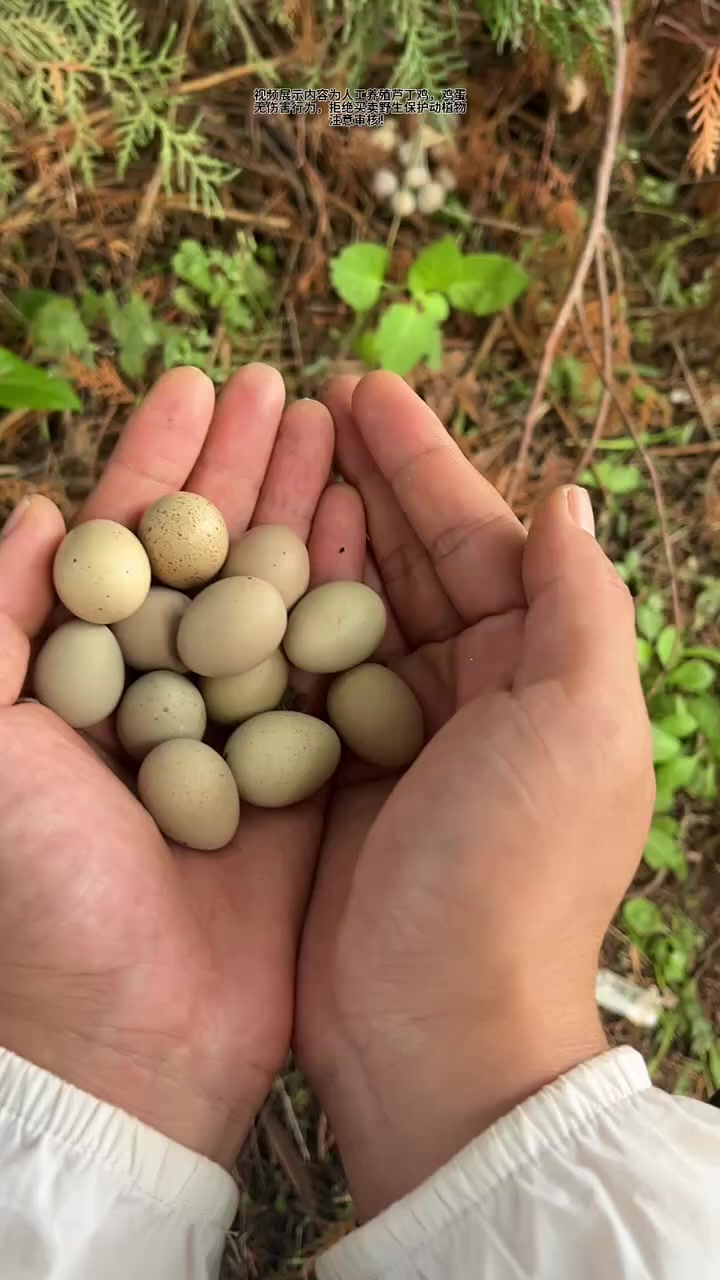 孵化的芦丁鸡早产了,我要不要帮他们破壳
