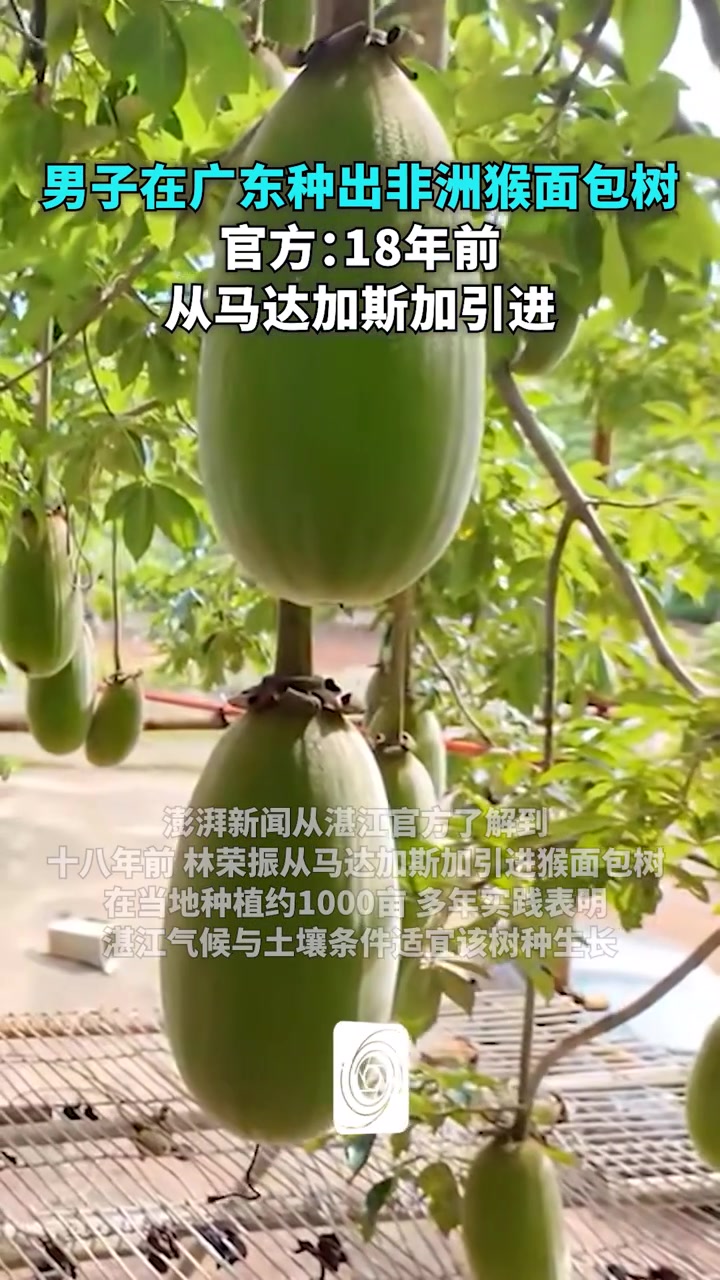 男子在广东种的猴面包树已结果,官方:18年前从马达加斯加引进