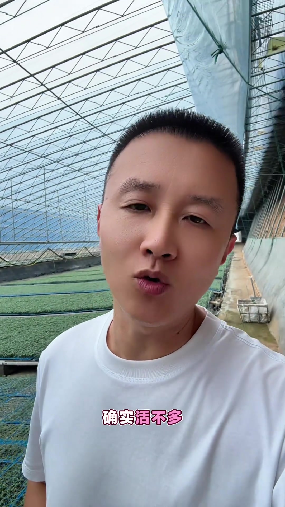 蔬菜苗种植技术与蔬菜大棚种植要点