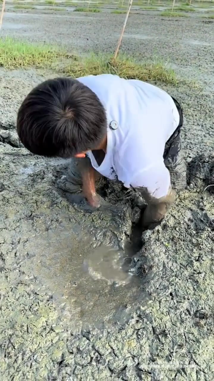 这么大的洞,里面的鳝鱼肯定不小