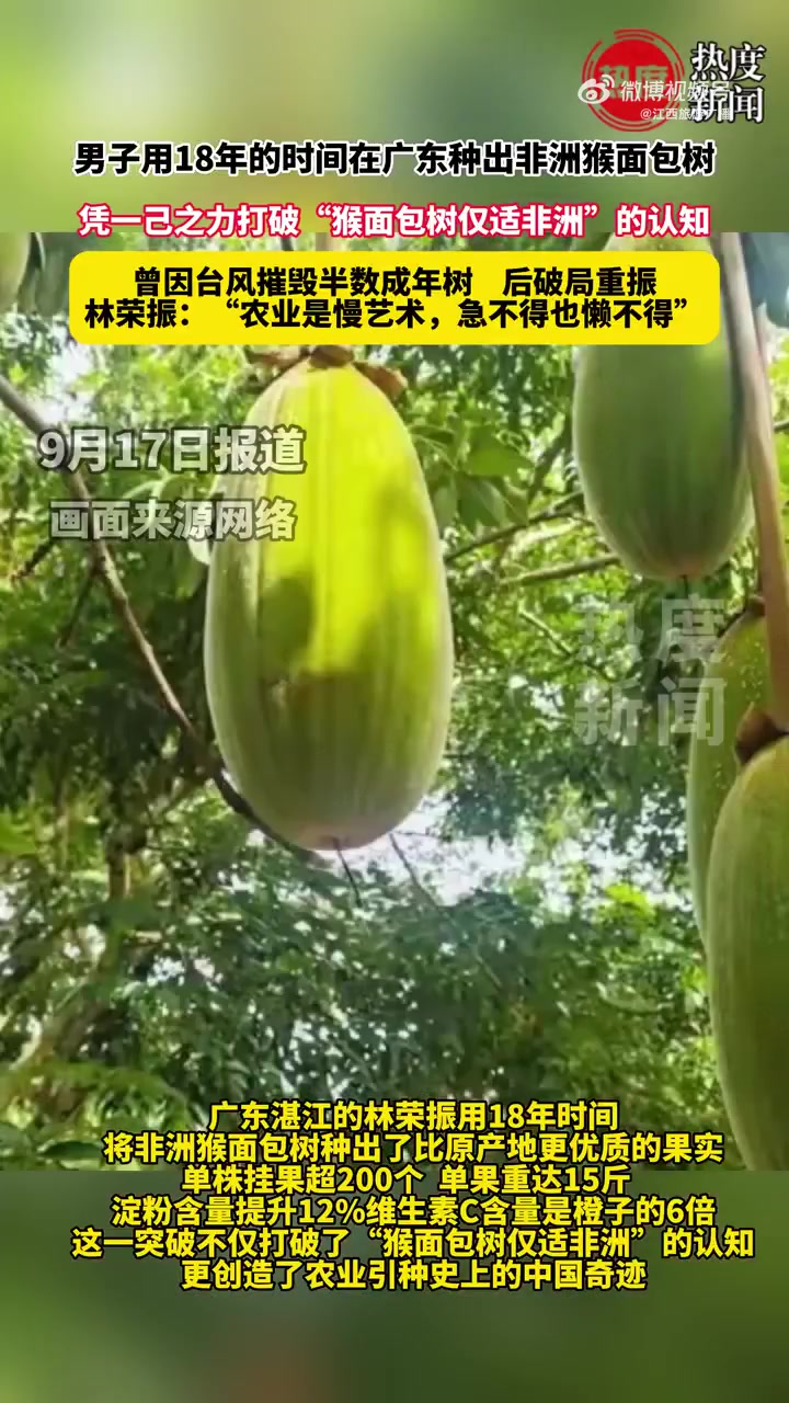 广东湛江的林荣振用18年时间,将非洲猴面包树种出了比原产地更优质的果实。单株挂果超200个
