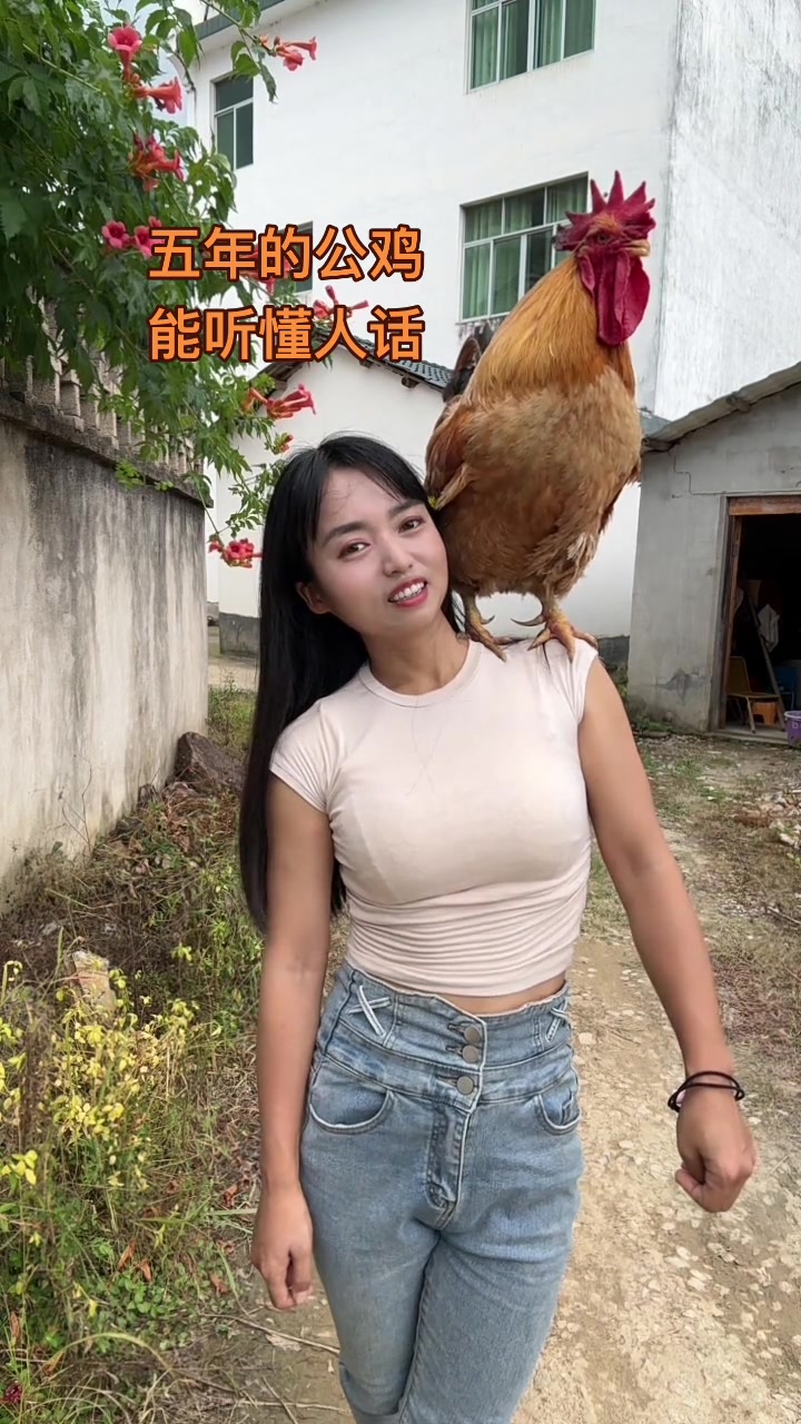 养了五年的公鸡能听懂人话