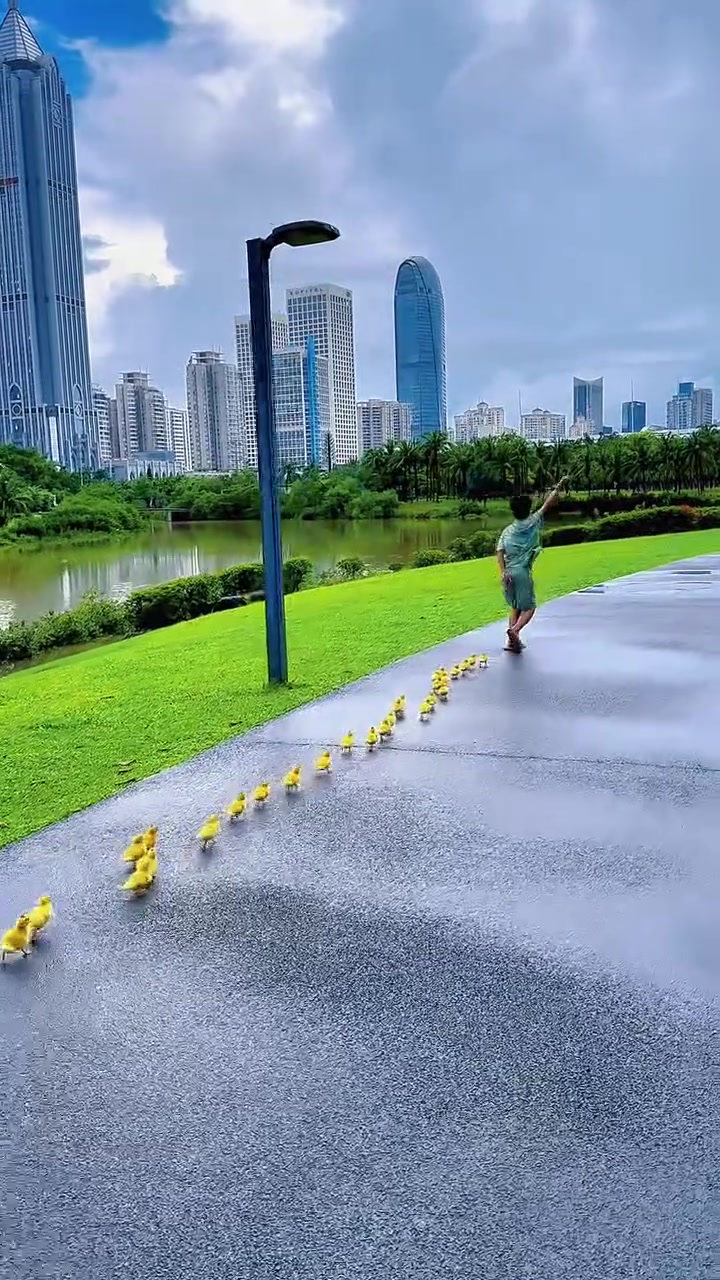 在城里这么养鸭子,干净还不臭,鸭子也有空间玩!