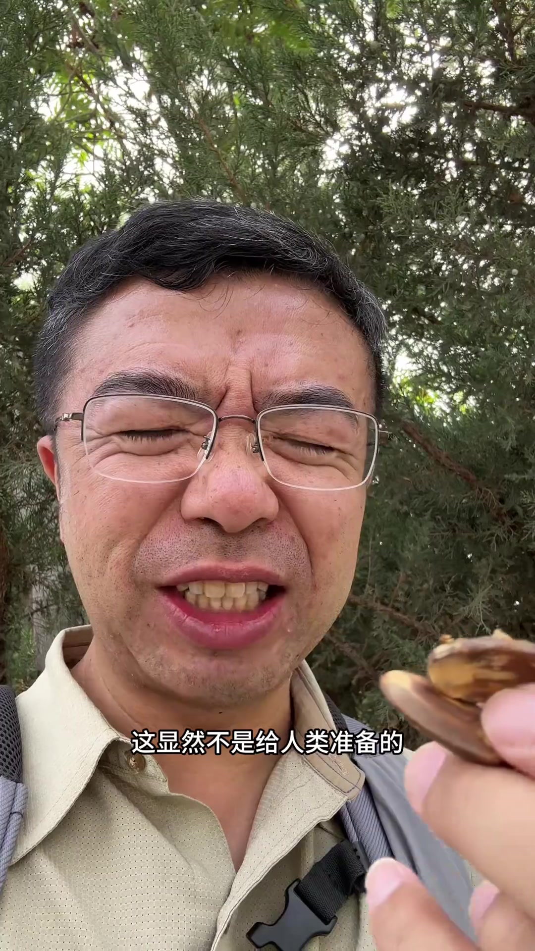 夏栎,一种常见橡子苦苦苦苦苦