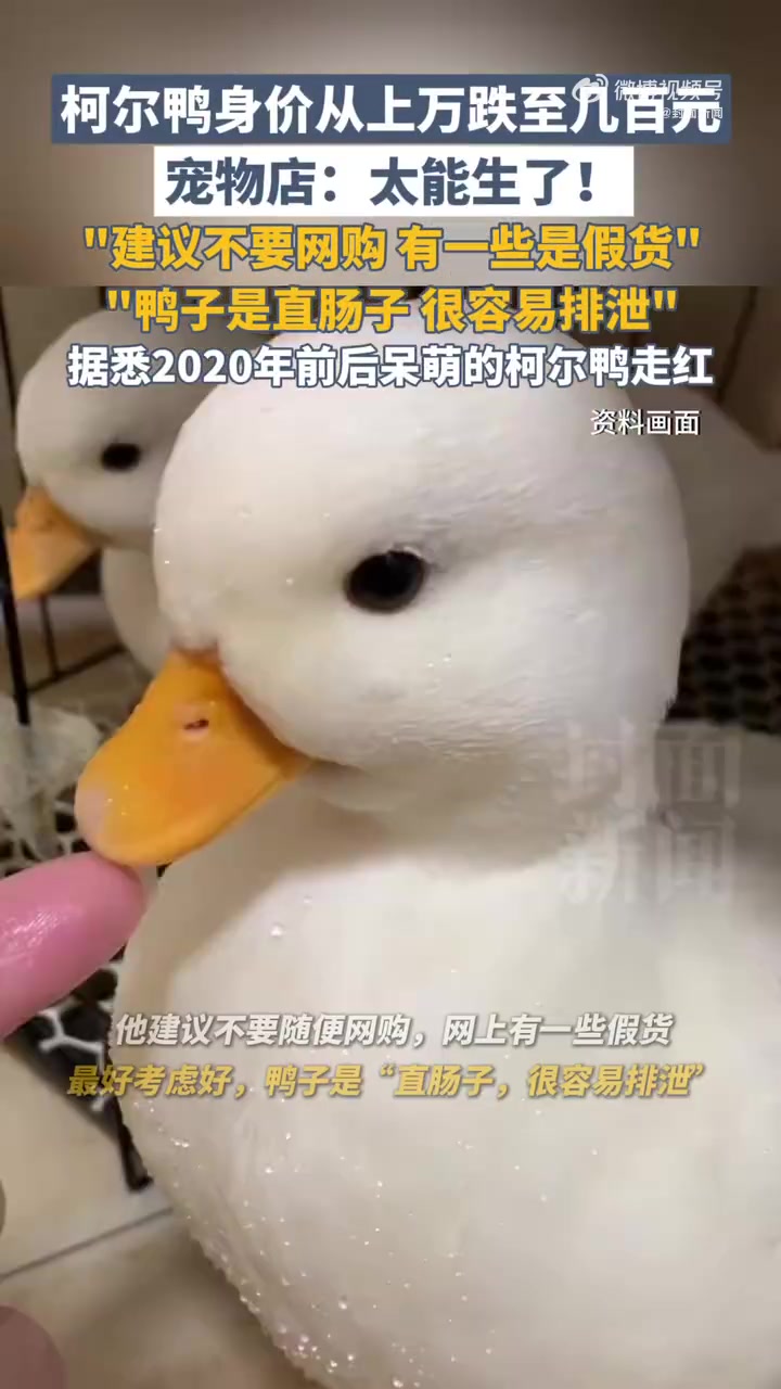 近日,记者探访武汉花鸟市场,曾风靡一时的“鸭中贵族”柯尔鸭,如今身价暴跌,从五六千元甚至上