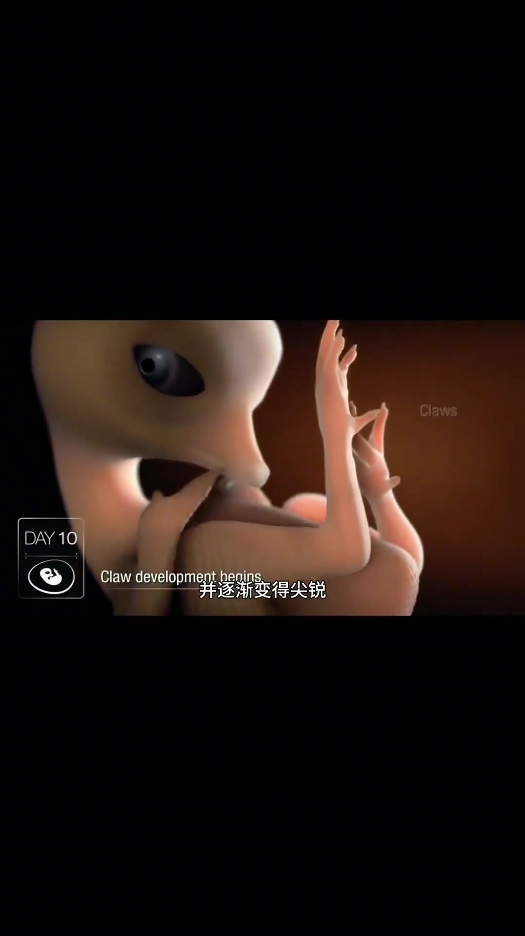 土鸡蛋是如何变成小鸡,鸡蛋孵化的全过程