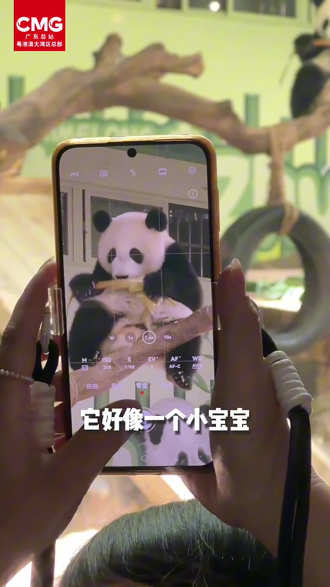 广州大熊猫妹珠吃竹子萌态圈粉