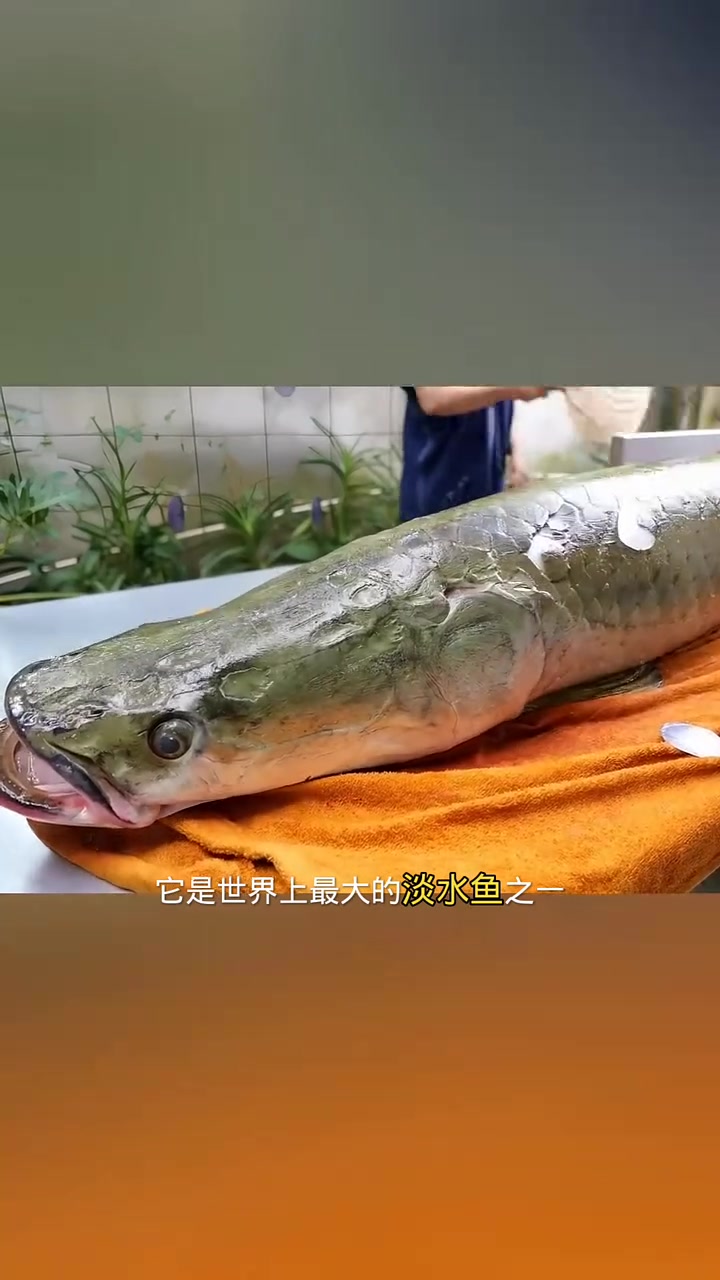 世界最大淡水鱼,鱼鳞坚固无比能卖高价,做成珠宝