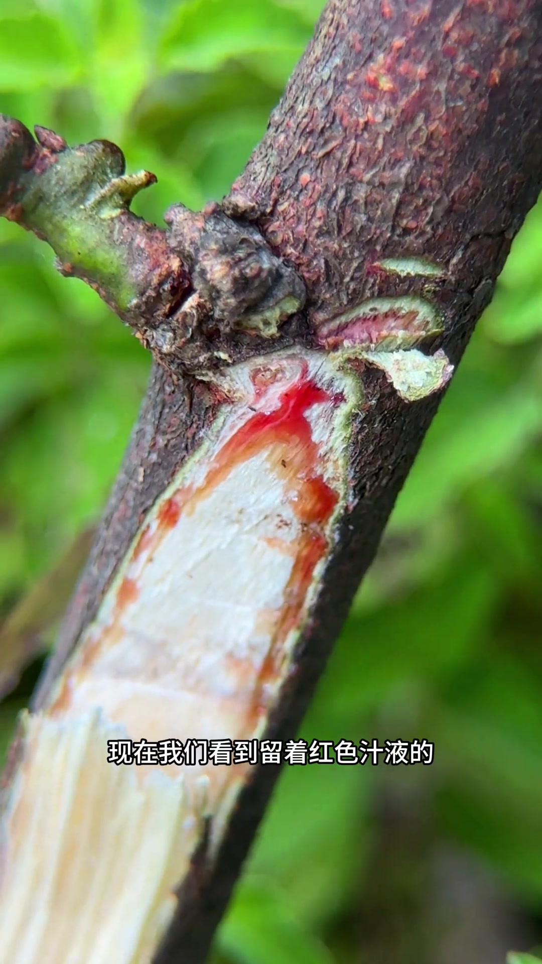 香花鸡血藤很美,它又名香花崖豆藤、山鸡血藤