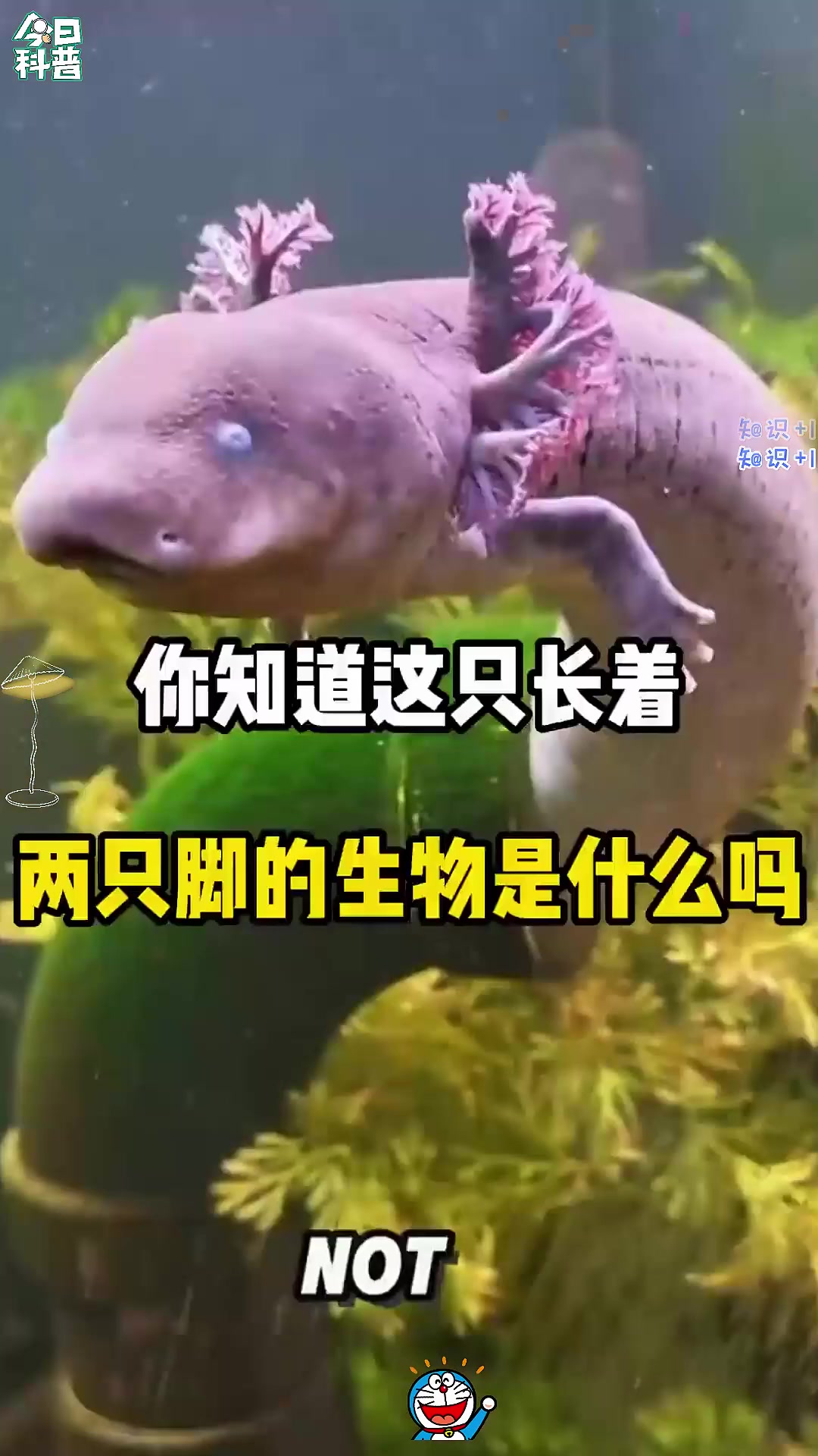 你知道这只长着，两只脚的生物，是什么吗