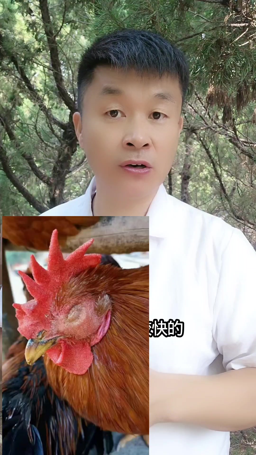 鸡支原体和鼻炎如何区分,又该如何正确防控?