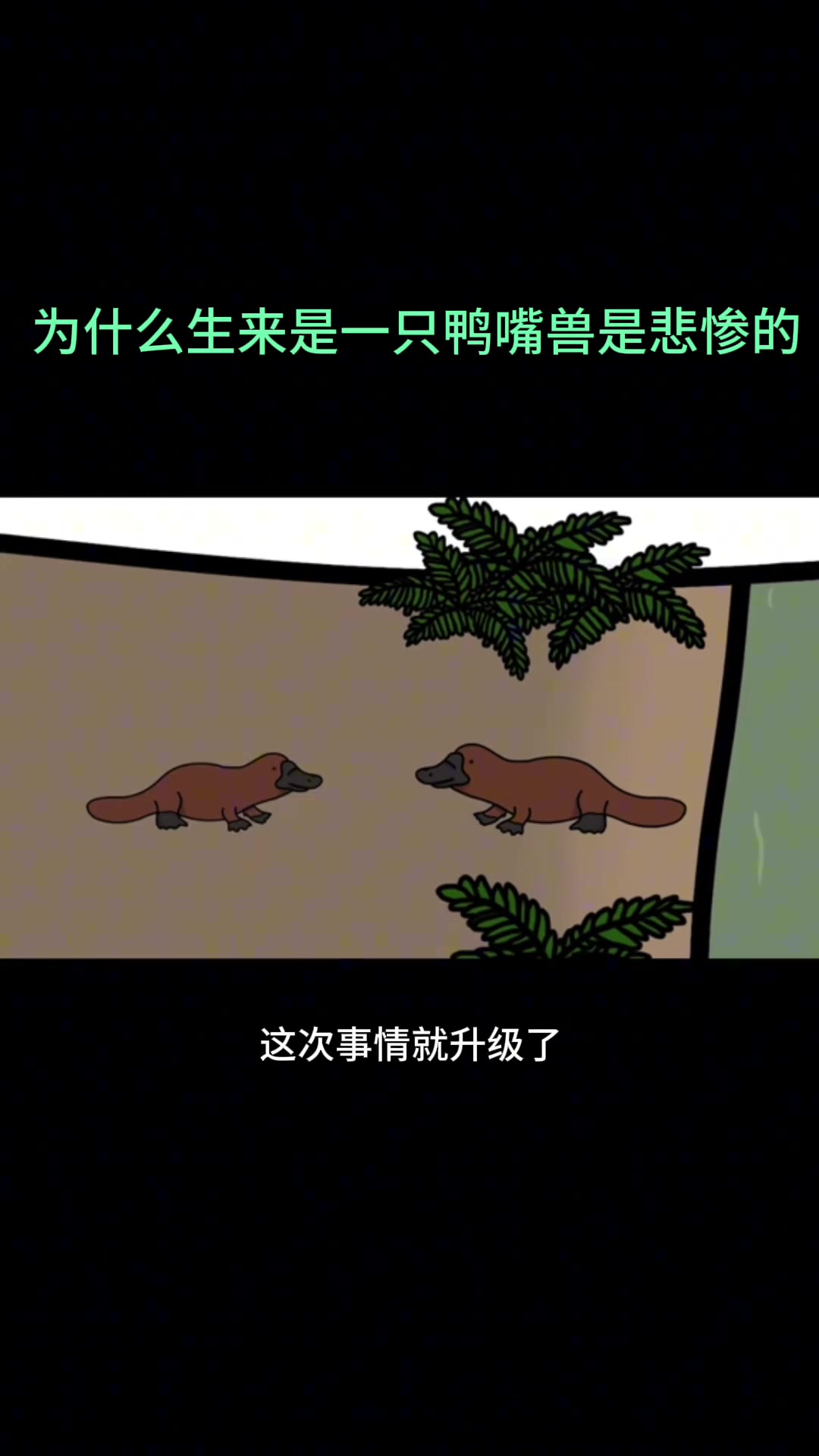 为什么生来是一只鸭嘴兽是悲惨的