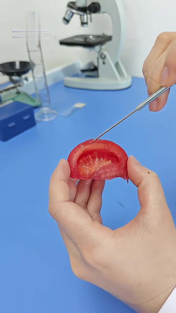 如何巧妙取番茄果肉细胞?来学!