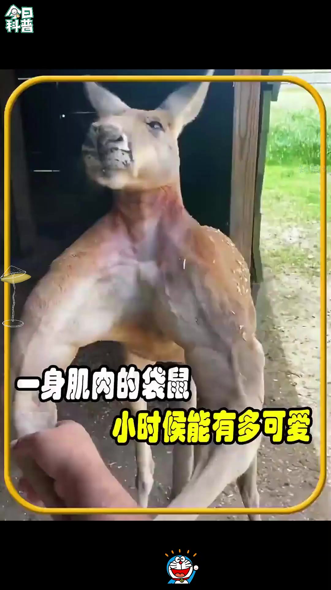 一身肌肉的袋鼠,小时候能有多可爱,值得一看