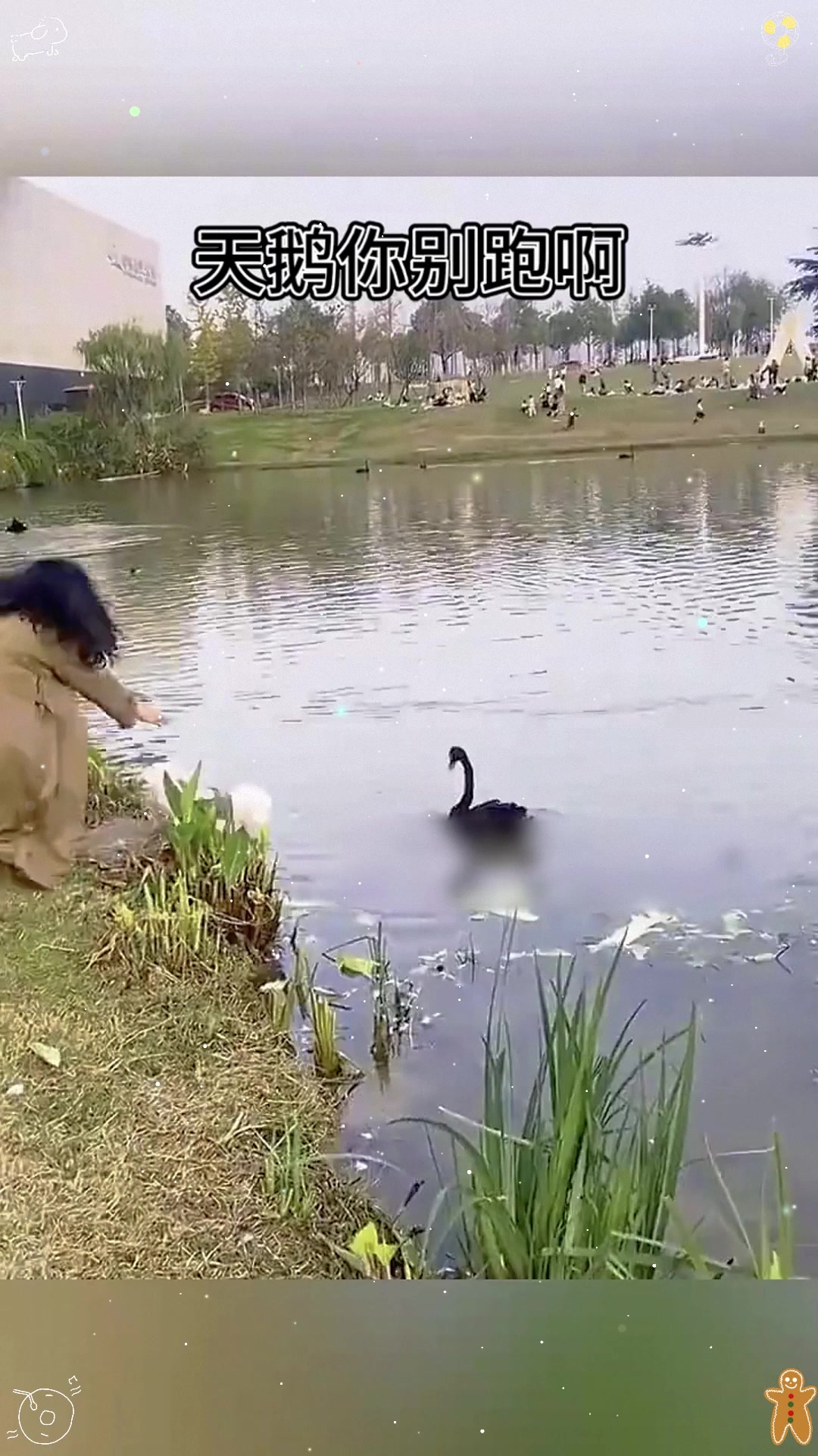天鹅你别跑,我也有个天鹅梦