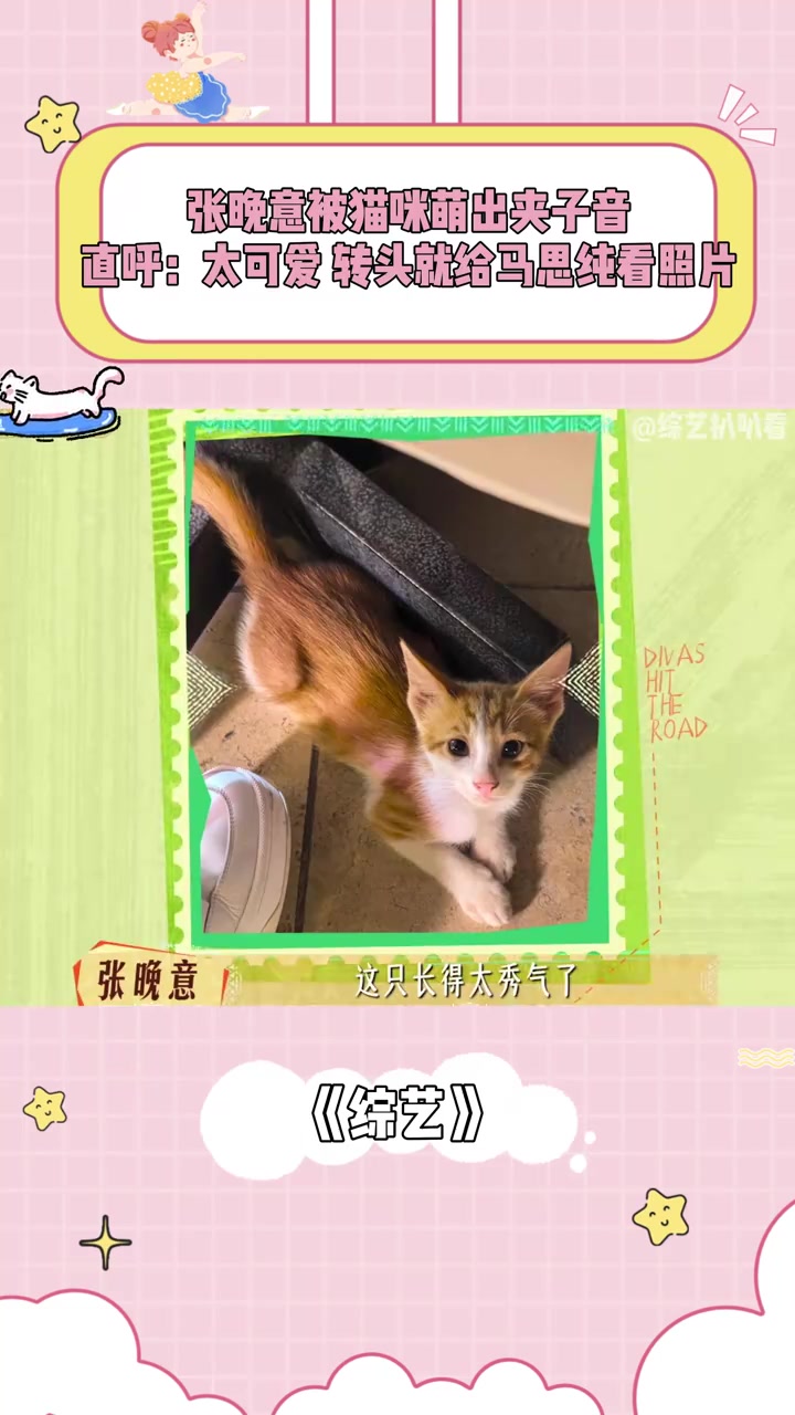 张晚意被猫咪萌出夹子音,直呼:太可爱!转头就给马思纯看照片