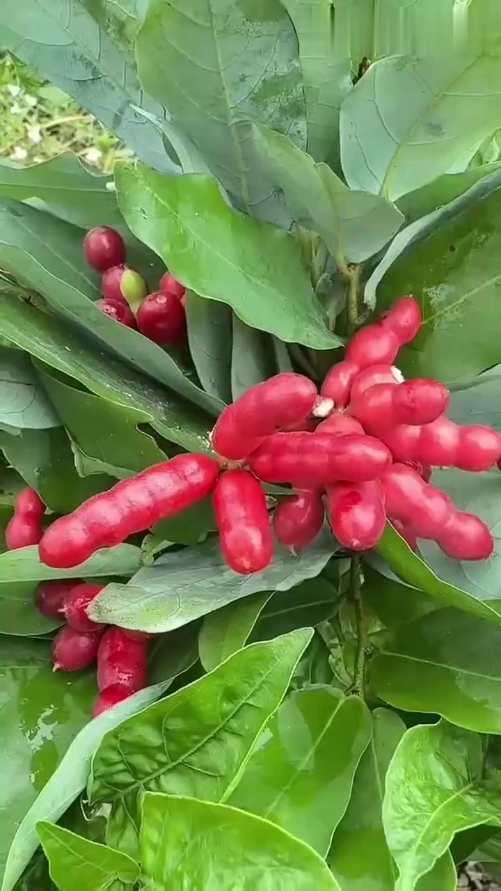 这少见水果切开超爽,还有脆嫩多汁的“牛角蔬菜”是啥?