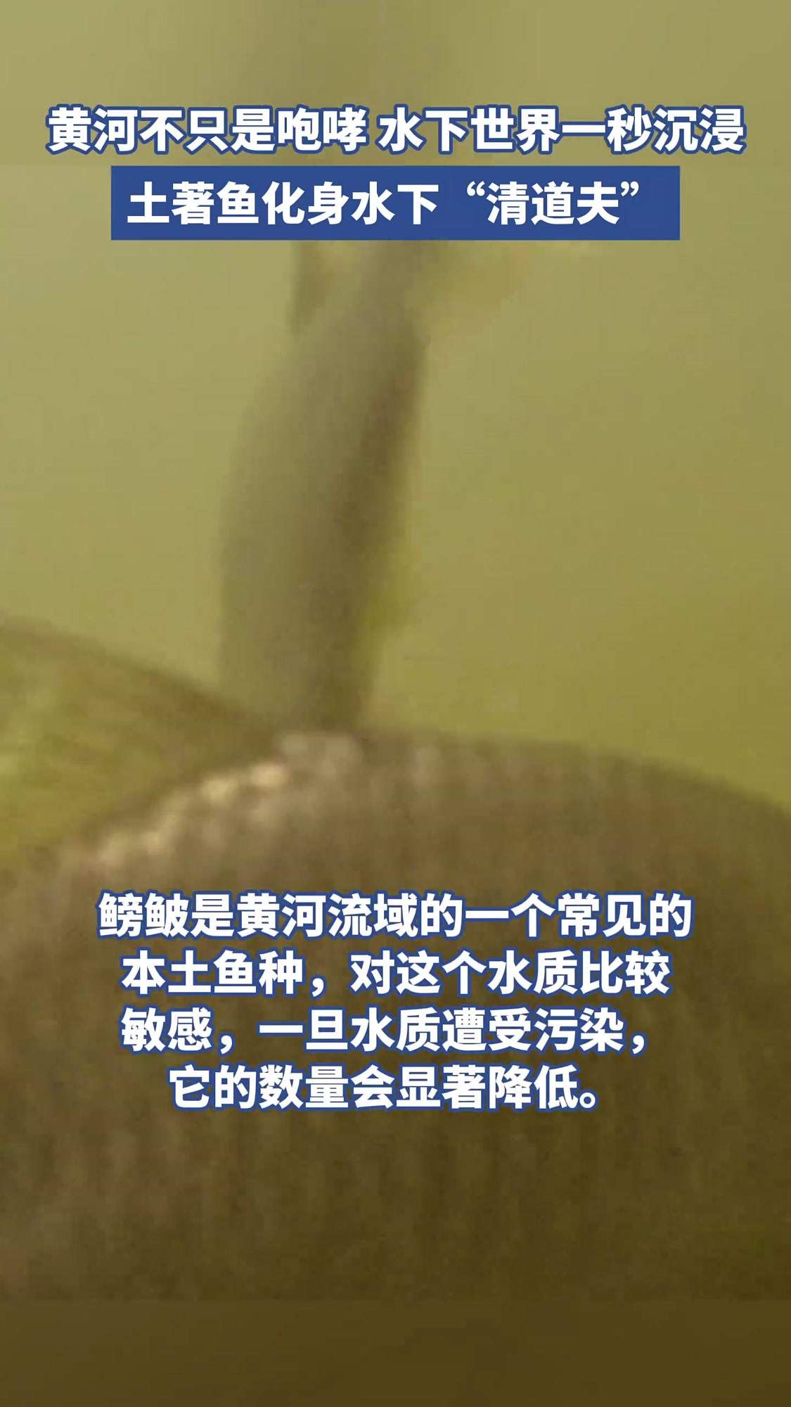 黄河水下世界一秒沉浸 土著鱼化身水下“清道夫”