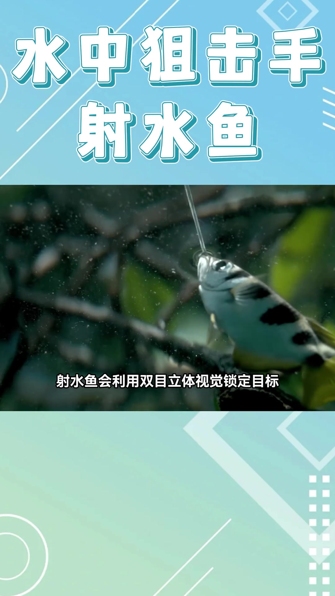 会狙击的神奇鱼类,射水鱼你见过吗?