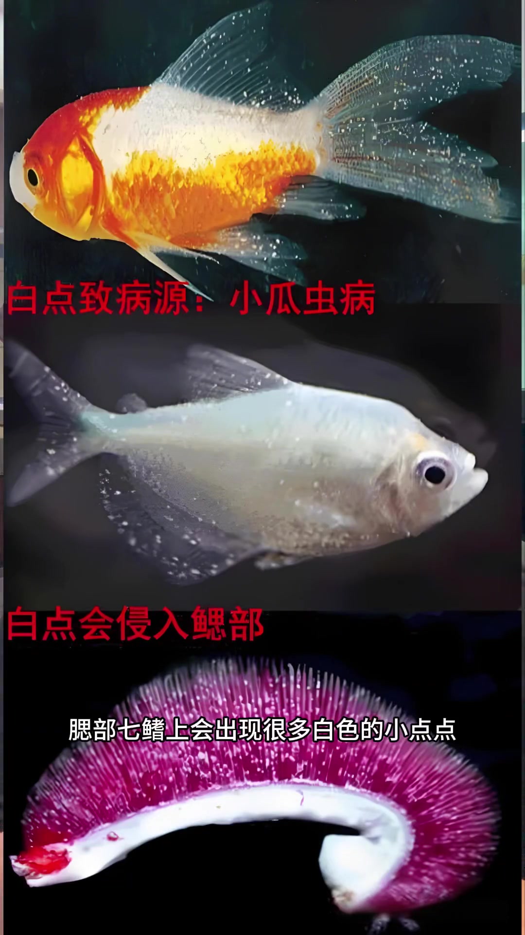 如何治疗白点病