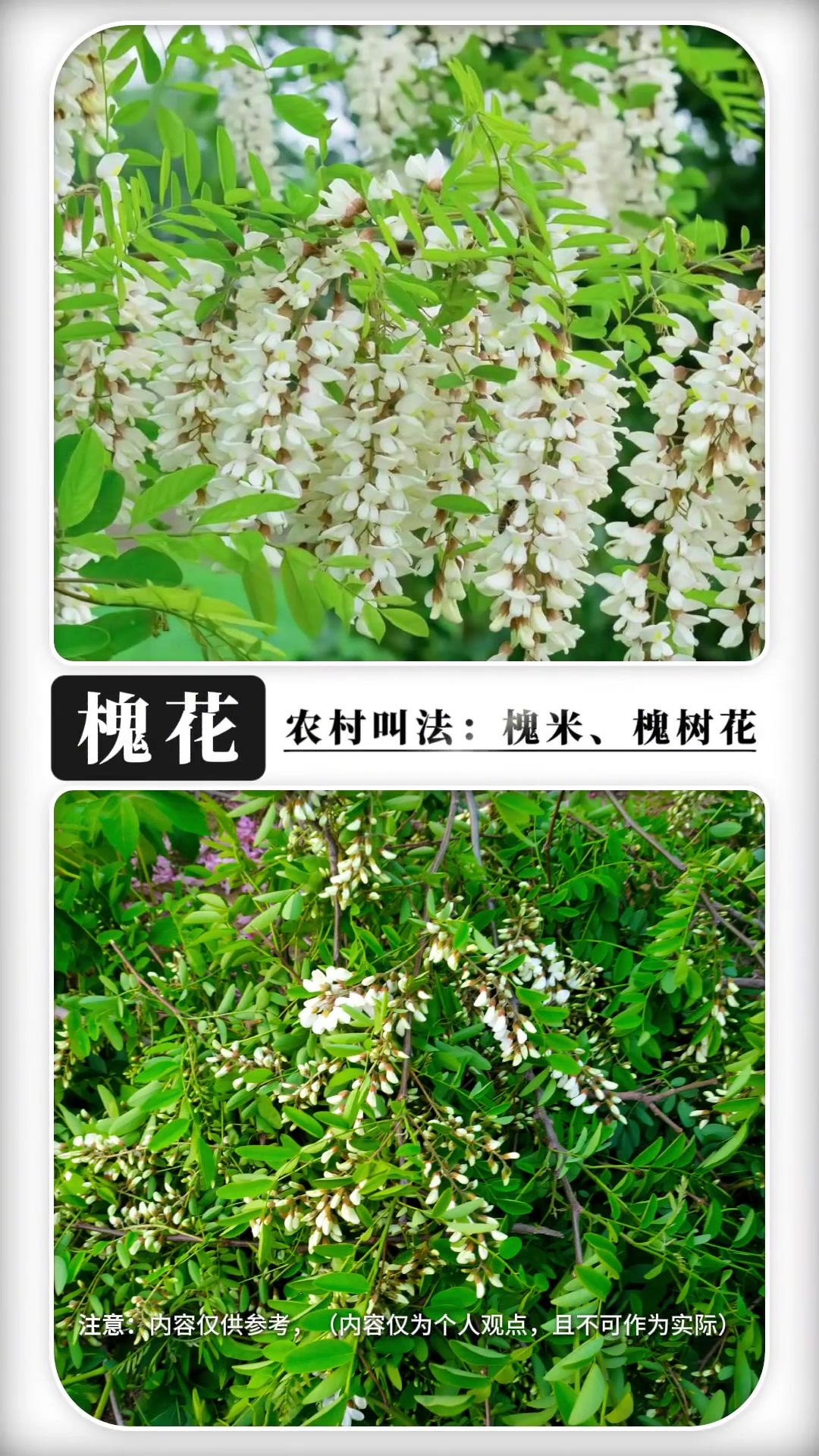 农村常见的野菜(下)