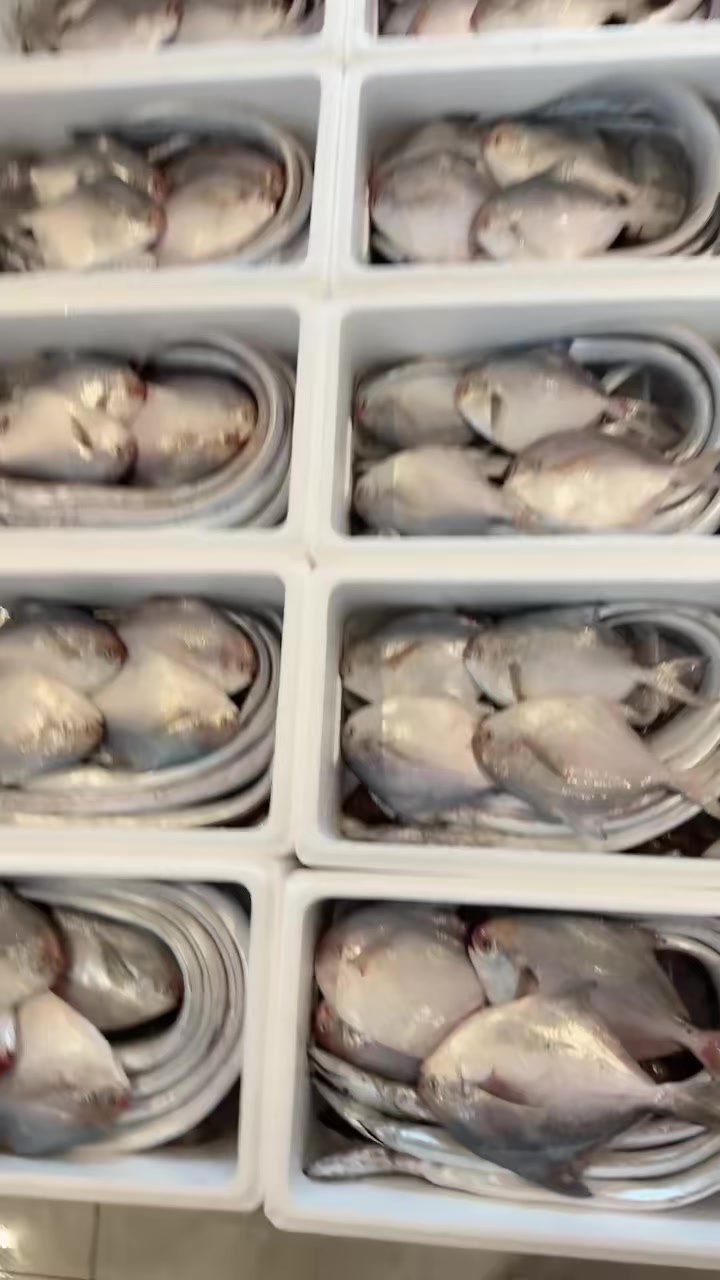 大鲳鱼和大刀鱼组箱,排面直接拉满