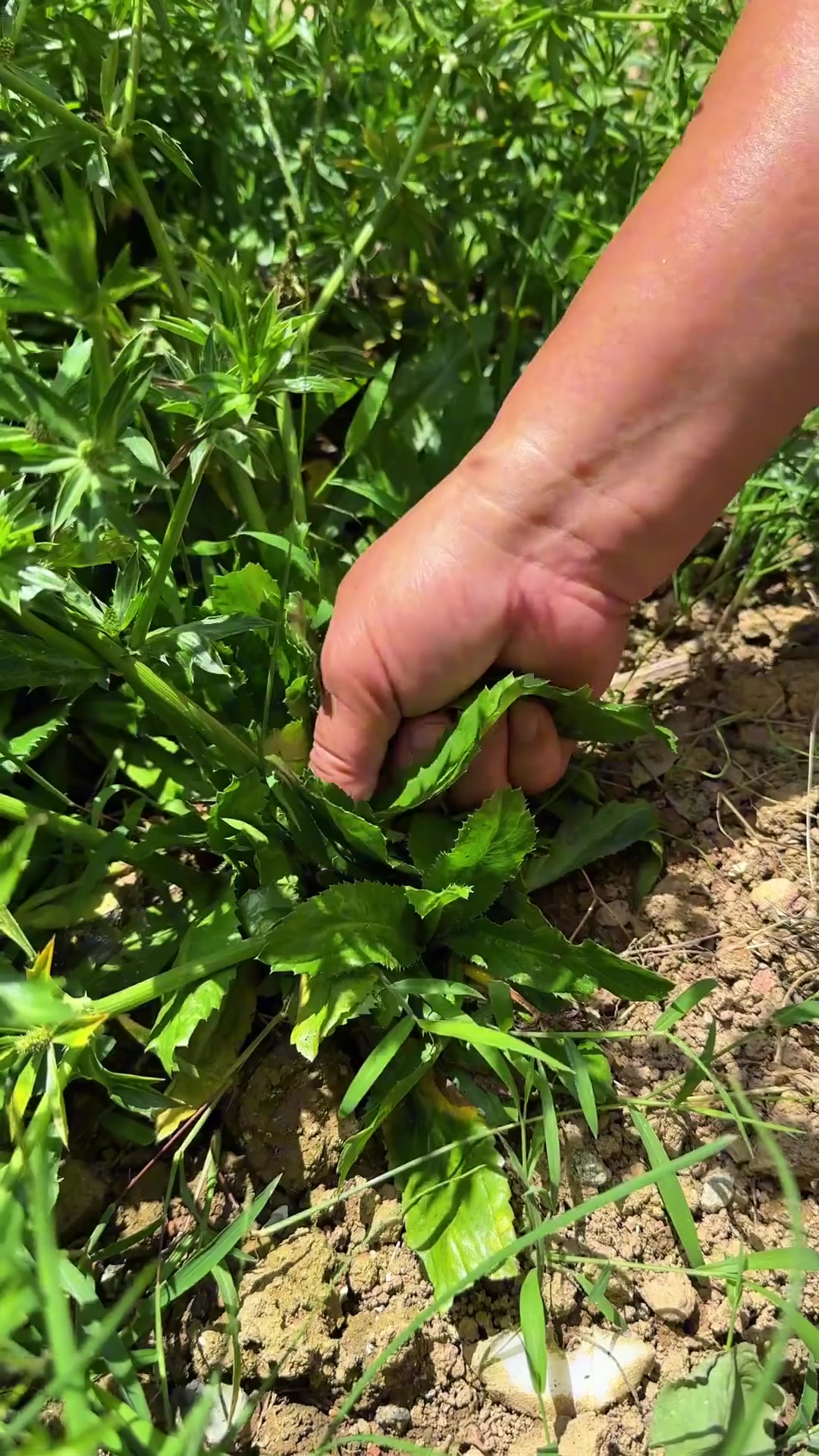 青竹鲤鱼现身,鱼生界天花板,肉质超爽!