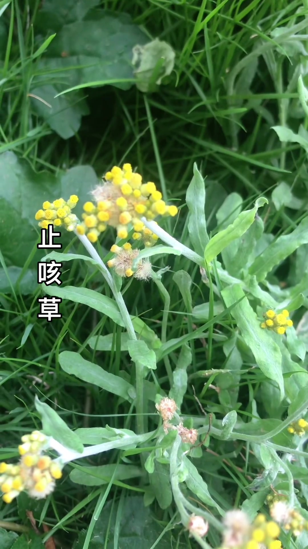 鼠曲草,你吃过它做成的青团吗?