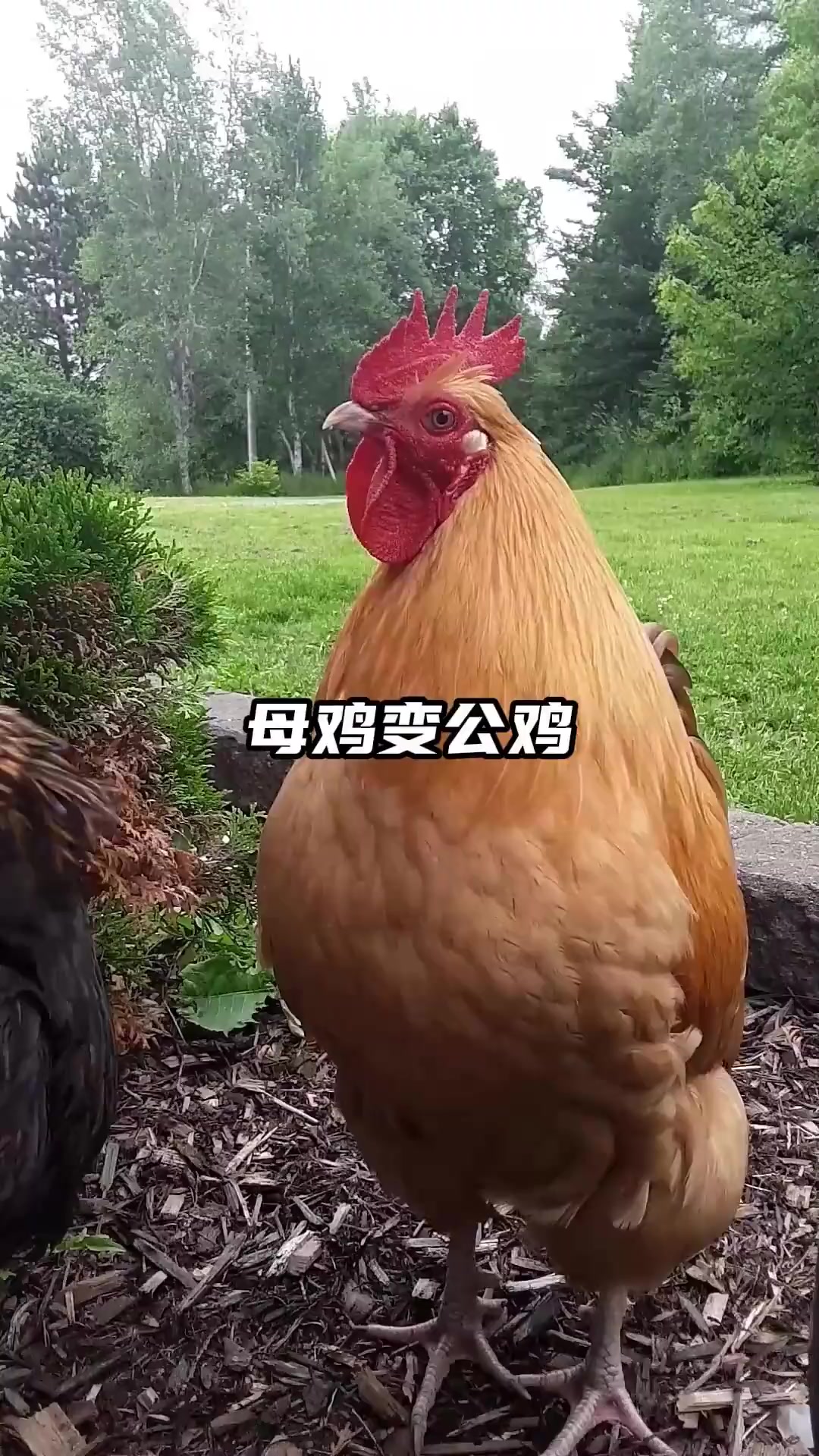 母鸡居然会变成公鸡?