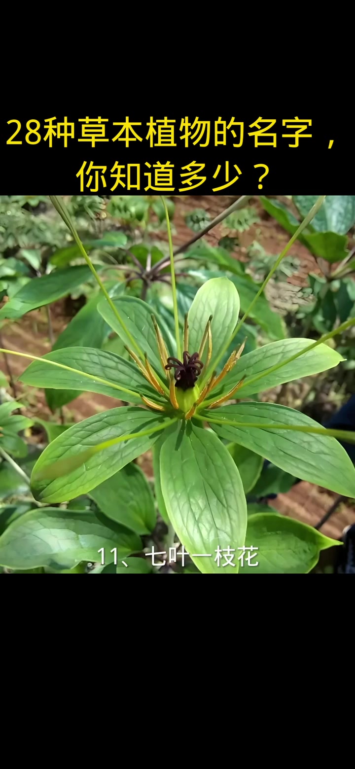 惊!二十八种草本植物名字,你认识几个?