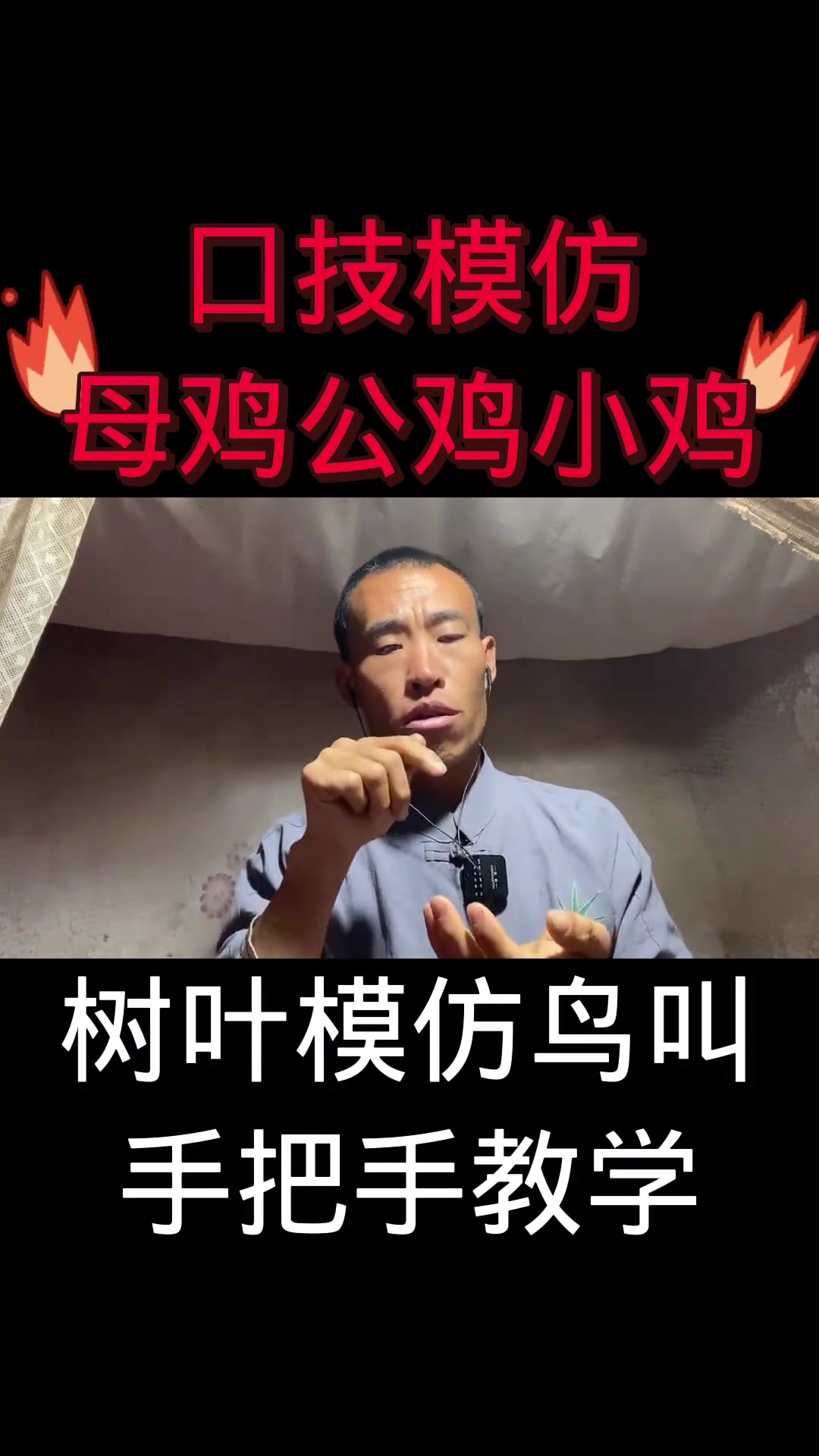 老母鸡找老公鸡下蛋小鸡仔找妈妈声音超像