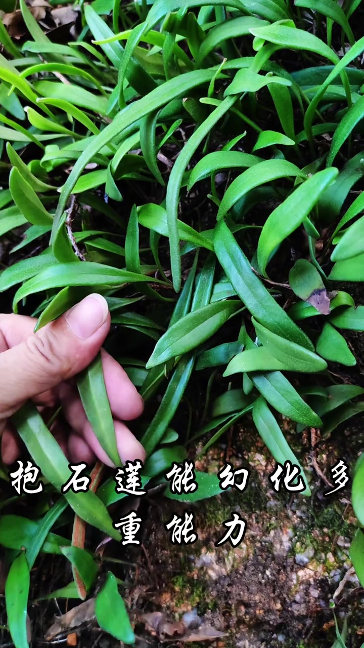 抱石莲,能幻化多重能效,泡水,煲汤,泡酒等,看看你家乡有没有,有采些洒干备用