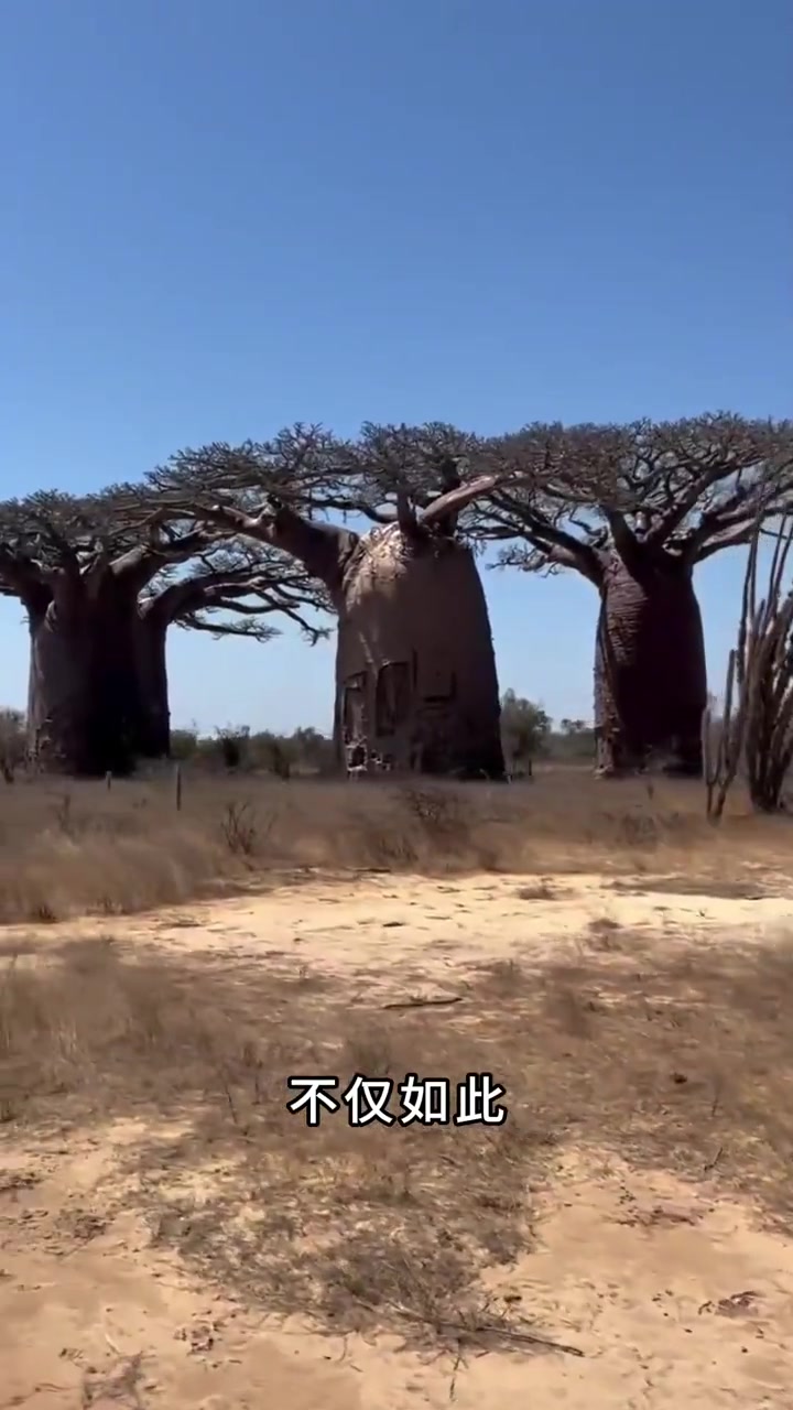 这是世界上最神奇的树,面包树