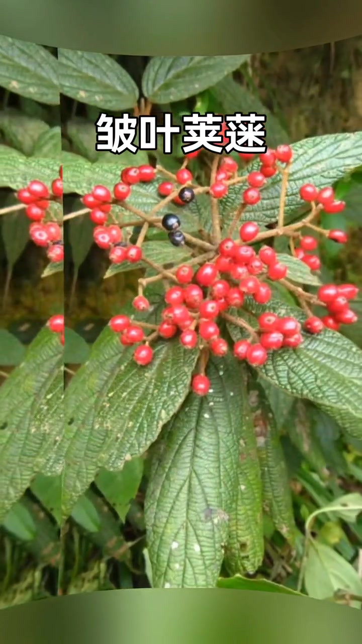 忍冬科:荚蒾属常绿灌木或小乔木植物。皱叶荚蒾又名枇杷叶荚蒾。幼枝、芽、叶下面、叶柄及花序均