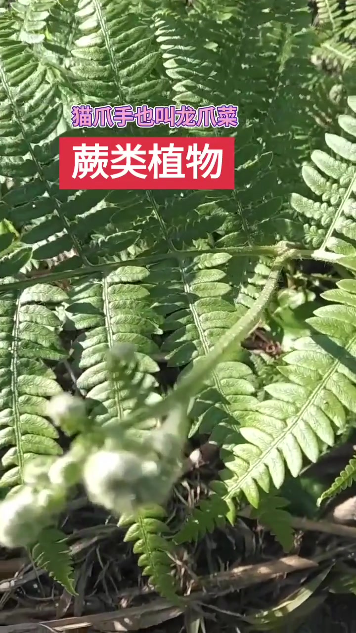 神奇野菜“倔才”,功效惊人,速来了解!