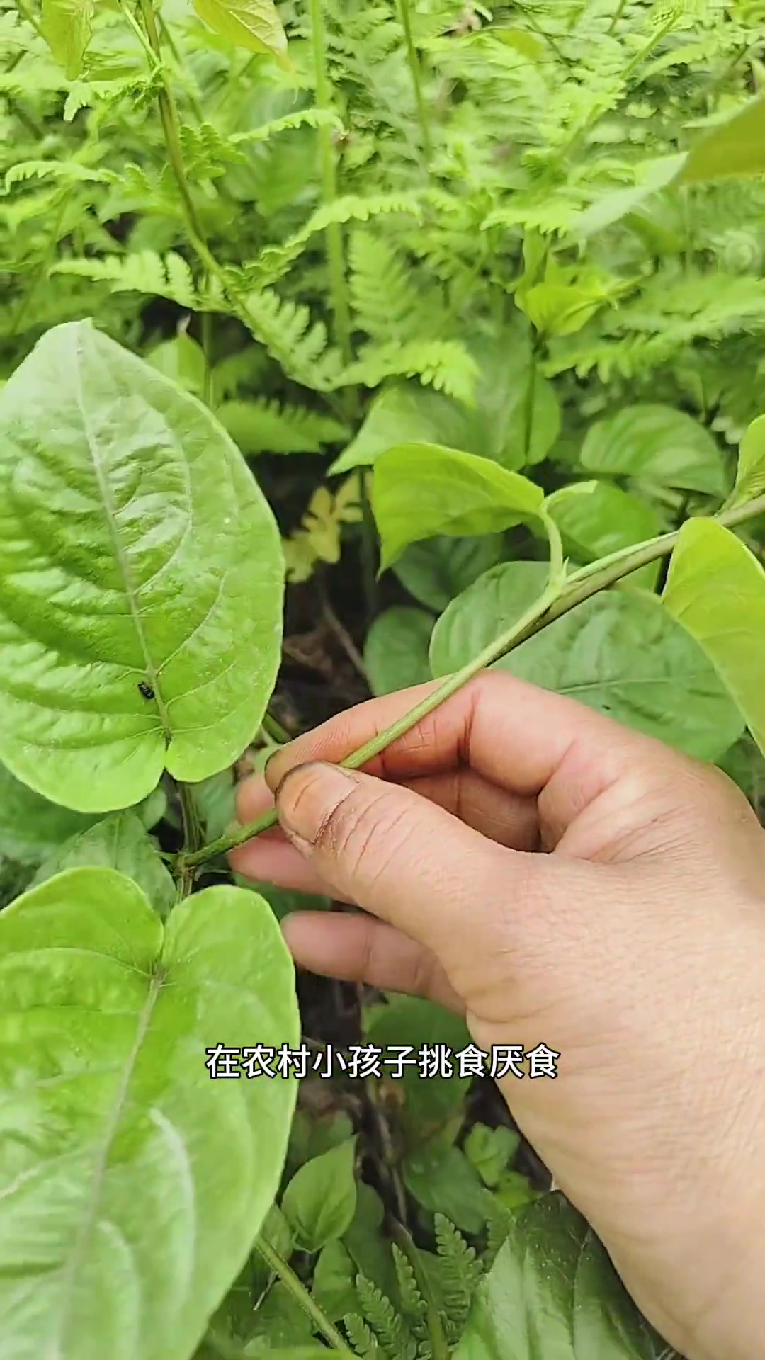 鸡屎藤也叫鸡矢藤,牛皮冻,解暑藤,你的家乡有这种植物吗?