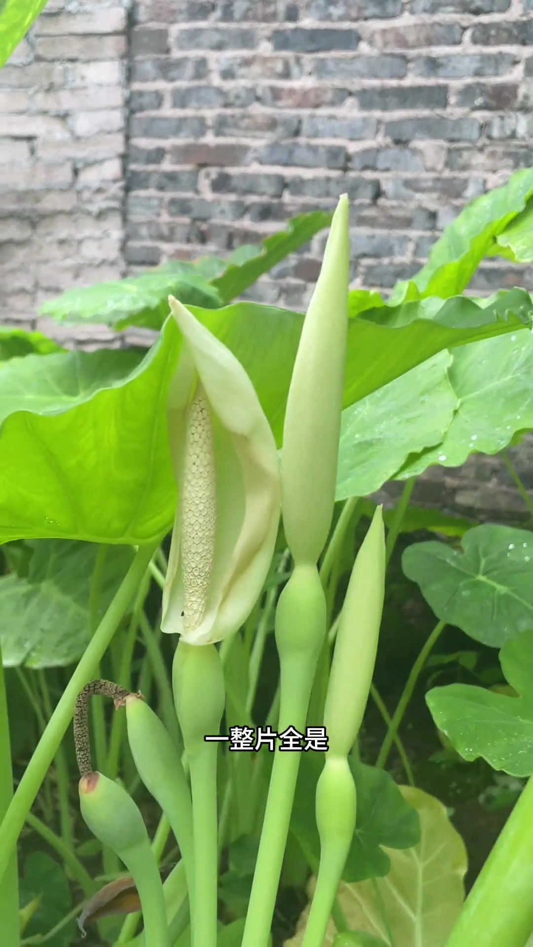像滴水观音但又不是,我们这边叫广菜,最常用的话用来煮酸汤鱼的配菜,我想很多人像我一样第一次