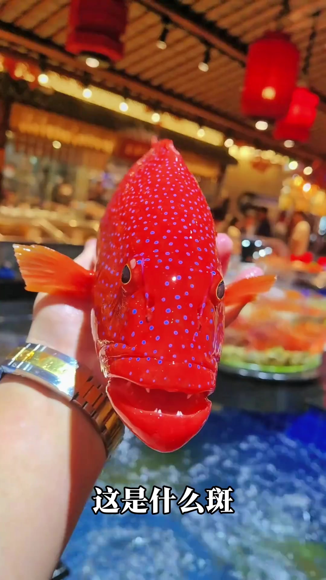 分享14种石斑鱼,你认识几种