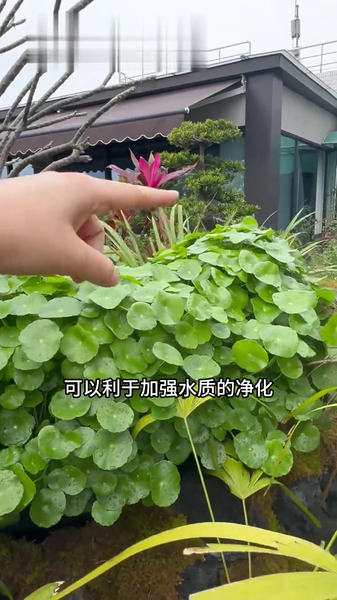 屋顶露台也可以做生态鱼池?