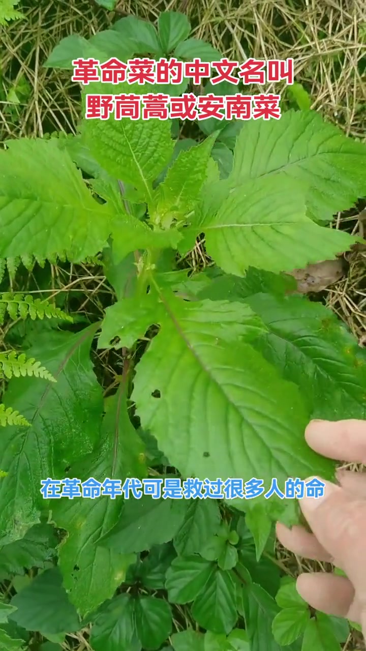 农村常见野草革命菜,嫩叶曾喂牲畜现变城里人美味!