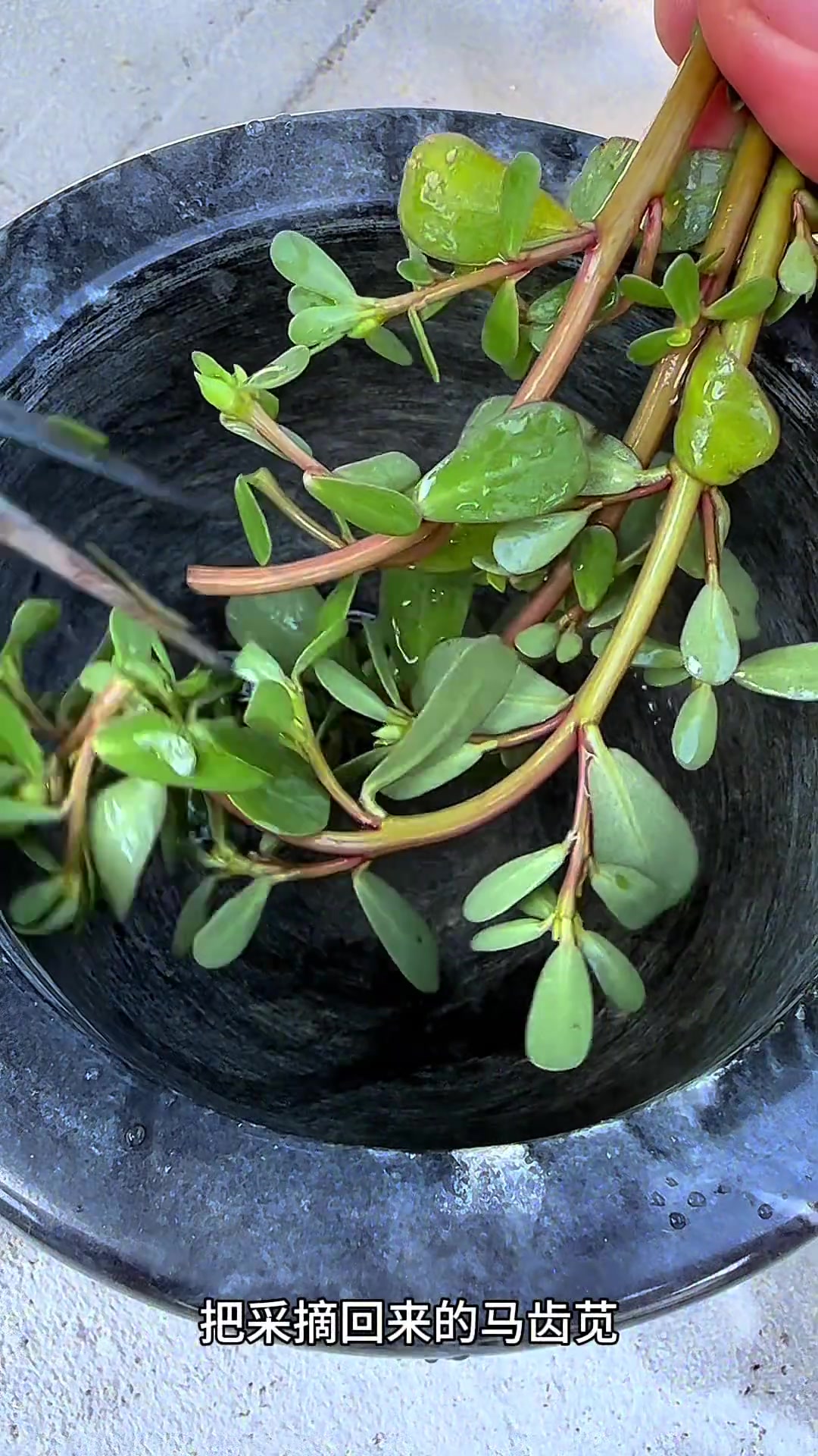马齿苋又叫瓜子菜、老鼠耳,是美味野菜,你那还有吗?